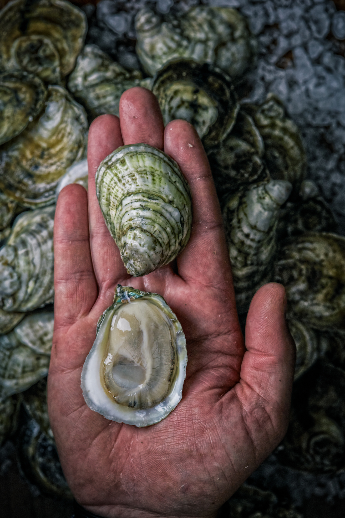 Two fresh oysters in hand — one closed, one open