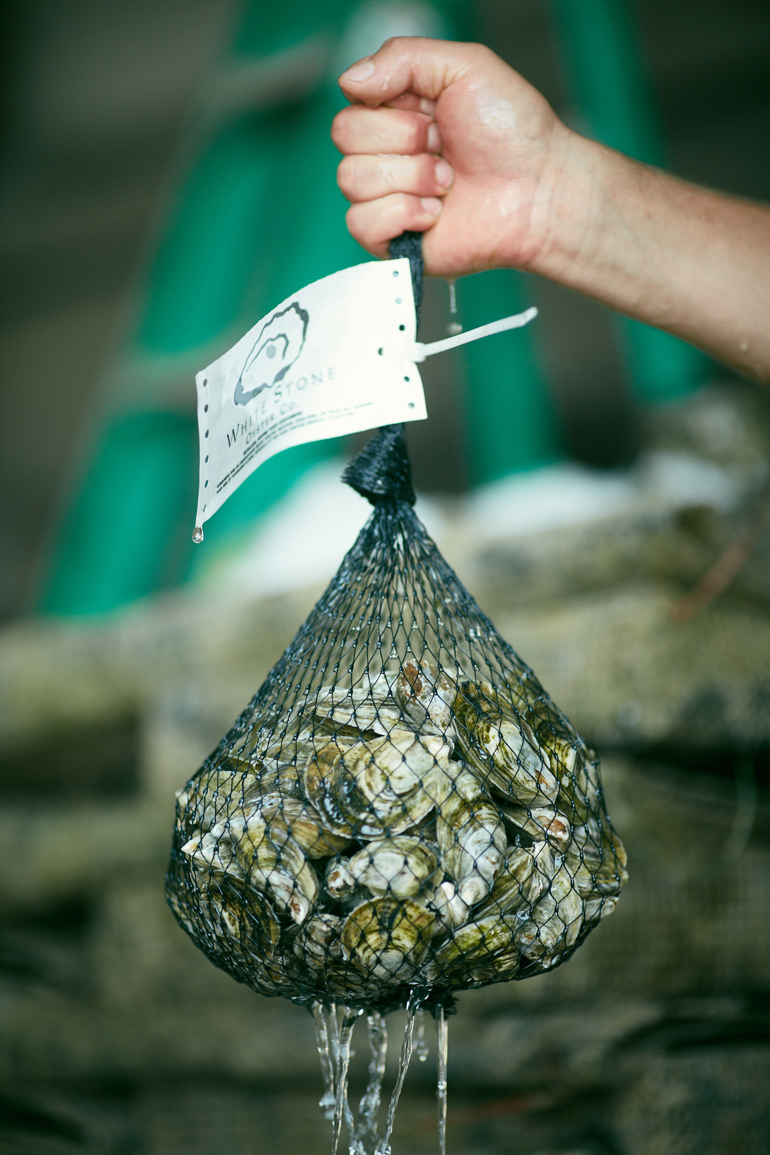 Mesh bag of freshly harvested oysters with White Stone tag