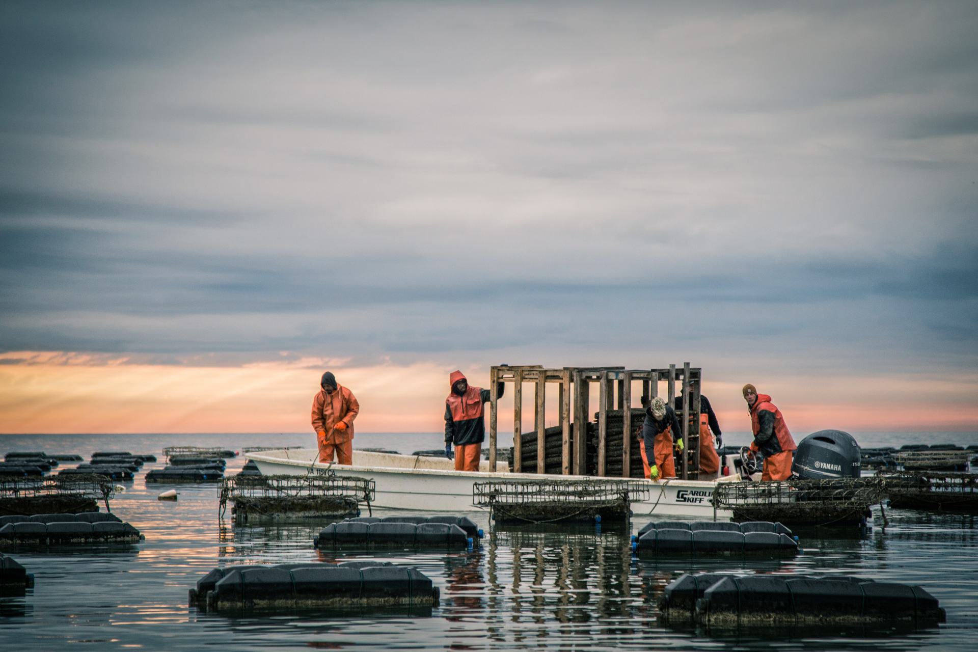 Wide view of oyster farm at dusk