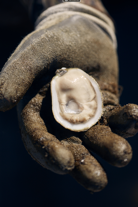 Close-up of open oyster in hand