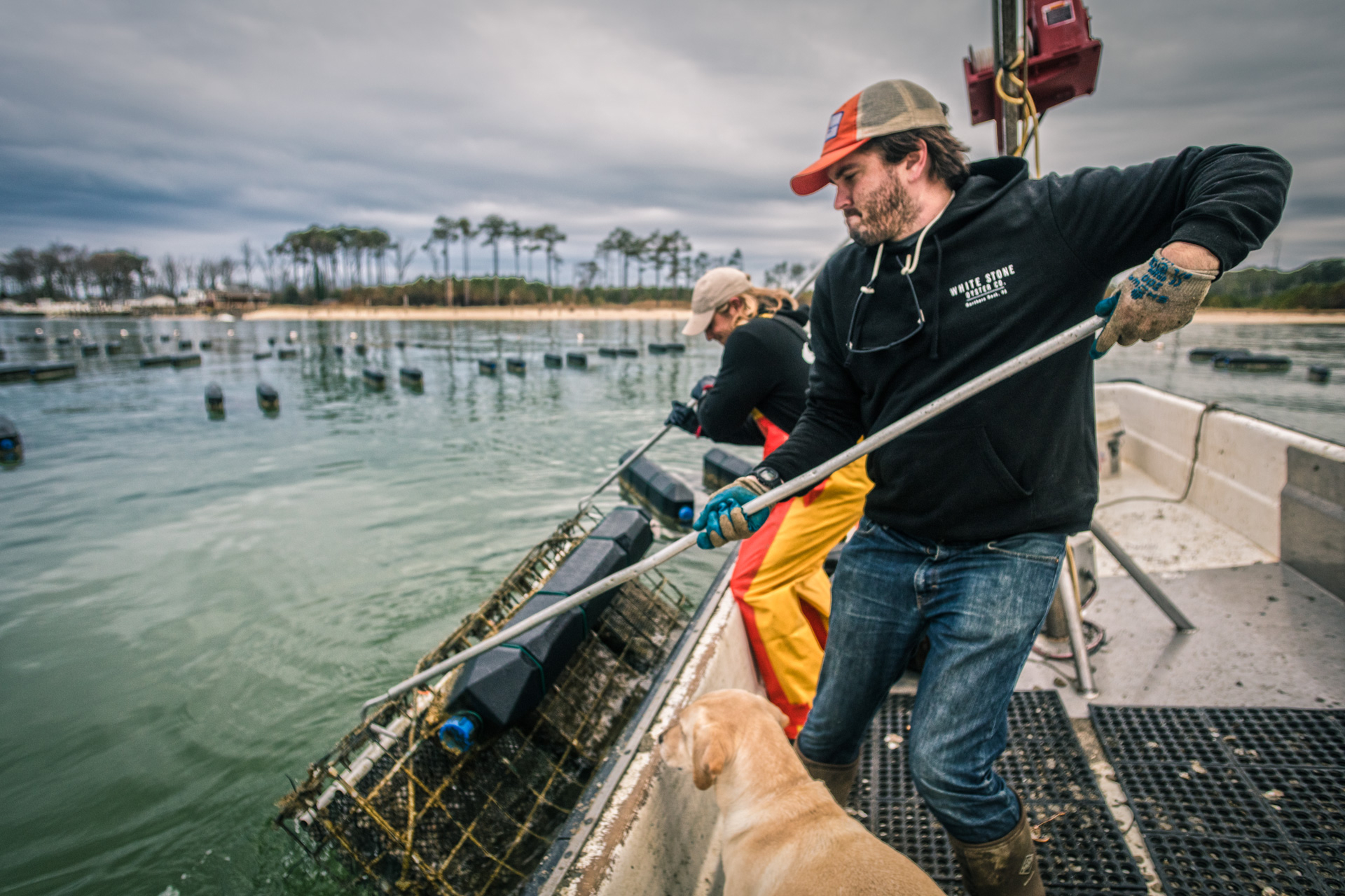 Harvesting — person pulling oyster cage from water